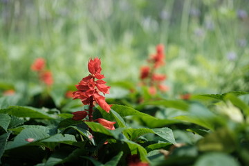 Close up red flowers in middle day light with green leaves.Begonia blossom garden.