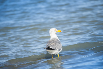 Gabbiano in riva al mare