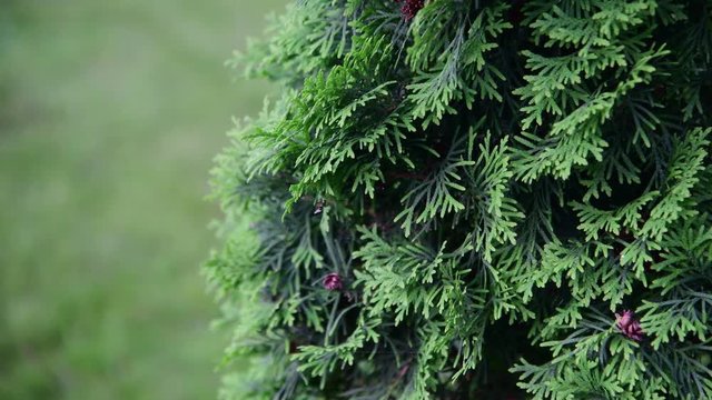 Fragment of thujas coniferous tree