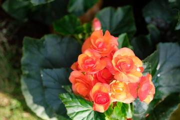 Close up orange flowers in midday light with green leaves.Begonia blossom garden.