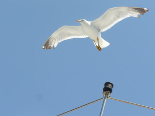 Gaviota pausada
