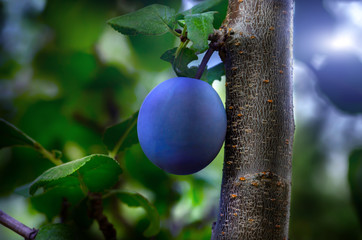 Ripe plum on branches of trees. Harvest of plums