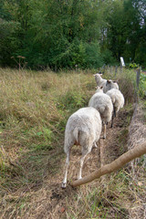 Naklejka na ściany i meble sheep and lamb runnig in a field