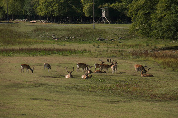 Wild lebende Rehe in Schweden, Region Skane
