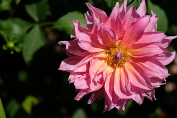 Close up huge pink flower with yellow pollen in midday light.Begonia blossom garden