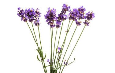 lavender flowers isolated