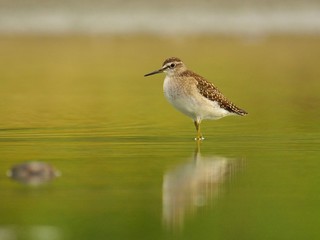 The wood sandpiper (Tringa glareola) on a lakeshore