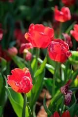 Fototapeta premium Close up dry out red tulips under the bright spring sun with green leaves as background