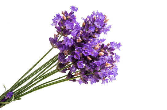 Fototapeta lavender flowers isolated