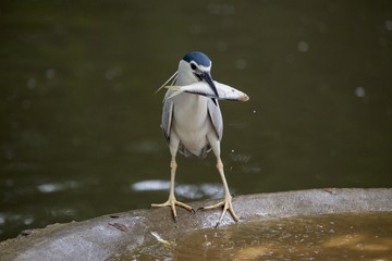 Black Crowned Night Heron (Nycticorax nycticorax)