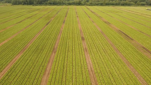 Aerial view Rows of green salad grown in agricultural field. Lettuce field. Salad on the field, salad growing, 4K, aerial footage.