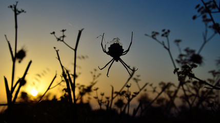 Backlit spider amidst the grasses during sunrise with vivid sky background