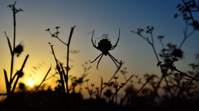 Backlit spider amidst the grasses during sunrise with vivid sky background