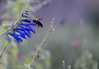 insect　flower