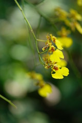 Close up yellow orchid with dark background in beautiful light, flower seem as insect.