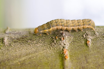 caterpillars