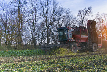 Fototapeta premium harvesting of sugar beets