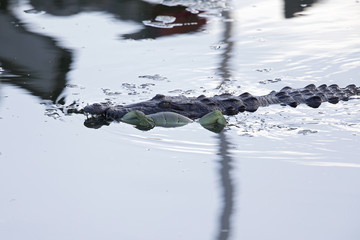Rare footage of a big American crocodile (Crocodylus acutus) swimming with a green iguana in its mouth.