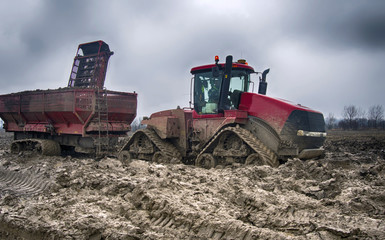 Fototapeta premium harvesting sugar beets