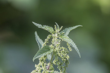 Flowering and seedling of a stinging nettle