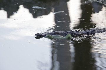 Rare footage of a big American crocodile (Crocodylus acutus) swimming with a green iguana in its...