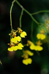 Close up yellow orchid with dark background in beautiful light, flower seem as insect.