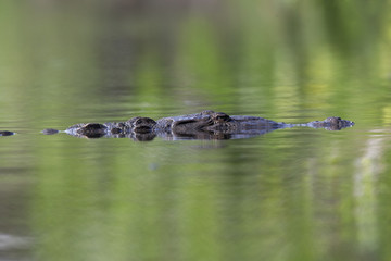 12 feet American crocodile (Crocodylus acutus) swimming in a pond