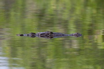 12 feet American crocodile (Crocodylus acutus) swimming in a pond