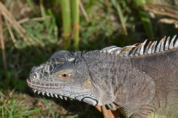 iguana