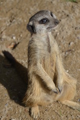 Fototapeta premium suricate
