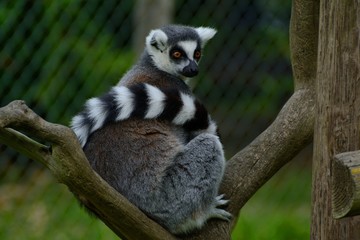 solitary ring tailed lemur (Lemur catta) wrapped in his tail, surveying his surroundings from a tree branch.