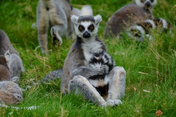 Ring tailed lemur (Lemur catta) grooming its tail in a group in a zoo park