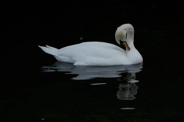 Beautiful white swan Cygnus, preening its' feathers on a park lake.