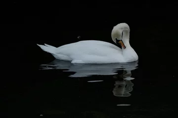 Photo sur Plexiglas Cygne Beau cygne blanc Cygnus, lissant ses plumes sur un lac du parc.