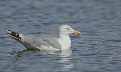 Herring gull