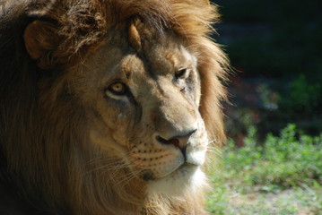 Fototapeta na wymiar leone 