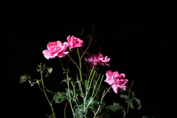 Obraz premium Couple of pink roses isolated on black background