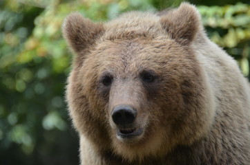 Obraz na płótnie Canvas l'orso bruno