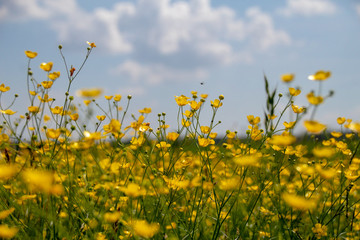 Blumen vor Himmel