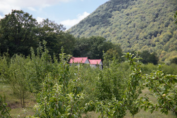 Beautiful landscape of mountains and forest with buildings at summer