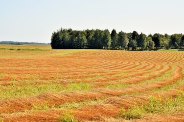 Ровные ряды скошенного льна яркого цвета на поле...