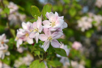 Obraz premium fleur de pommier