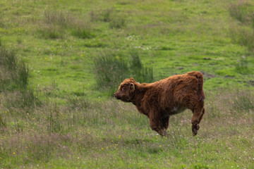Vaches écossaise des Highlands en Ecosse