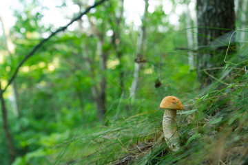 Mushroom aspen on a slope in a green forest. Collecting gifts of nature. eco-friendly food.