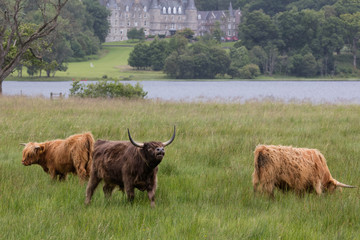 Vaches écossaise des Highlands en Ecosse
