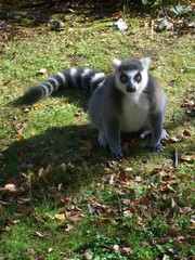 Obraz premium Ring tailed lemur