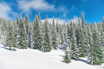 Winter pine trees in snow with blue sky