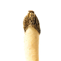 Poisonous mushroom Phallus impudicus looks like Morchella esculenta isolated on white background
