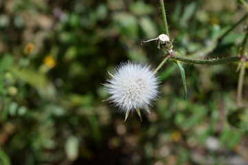 Close-up of Common Sow Thistle Flower, Nature, Macro