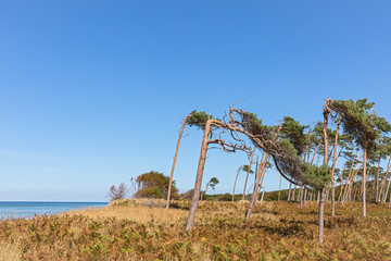 tree formed by the wind at Darss (baltic coast)